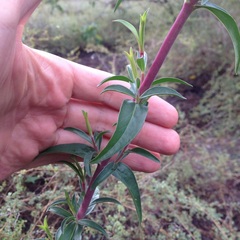 Penstemon isophyllus