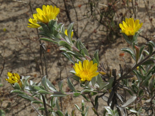 Roundleaf Felt Perdekaroo (Oedera rotundifolia)