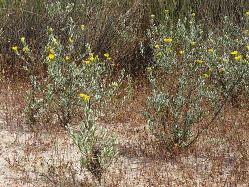 Image of Oedera rotundifolia by (c) Jeremy Gilmore, some rights reserved (CC BY)