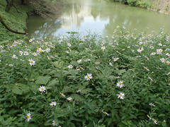 Aster pinnatifidus