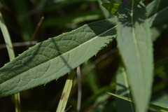 Vernonia fasciculata