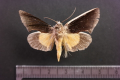 Gonodonta holosericea