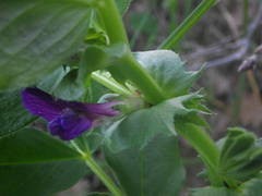 Vicia narbonensis
