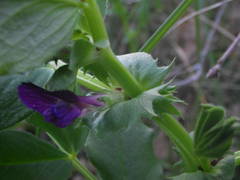 Vicia narbonensis