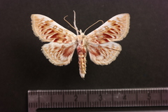 Polygrammodes sanguinalis