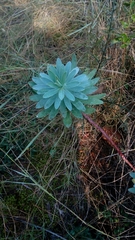 Euphorbia glauca
