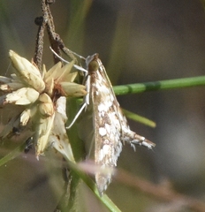 Epipagis forsythae