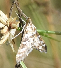 Epipagis forsythae