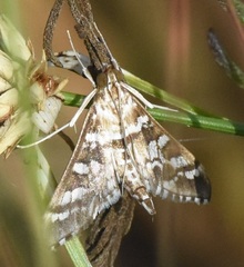 Epipagis forsythae