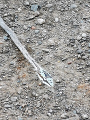 Thelotornis capensis capensis