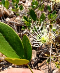 Thilachium africanum