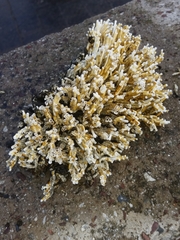 Spirobranchus triqueter