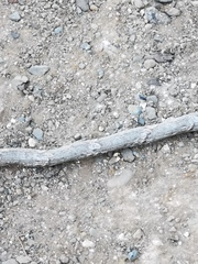 Thelotornis capensis capensis