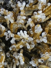 Spirobranchus triqueter