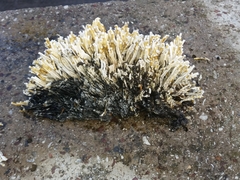 Spirobranchus triqueter