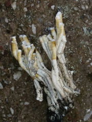 Spirobranchus triqueter