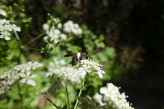 Andrena