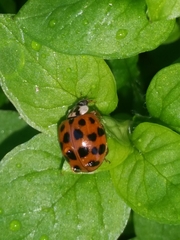 Harmonia axyridis