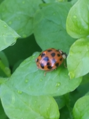 Harmonia axyridis
