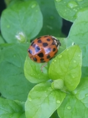 Harmonia axyridis