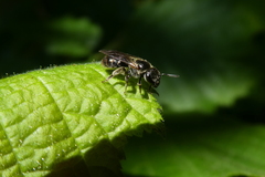 Lasioglossum