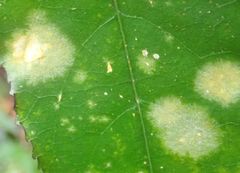 Cephaleuros lagerheimii