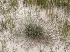 Limonium longifolium