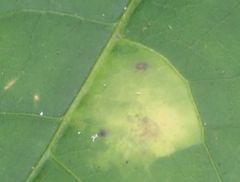 Powellia schefflericola