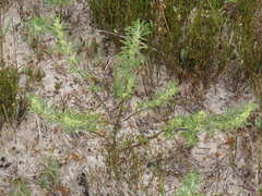 Psoralea bolusii