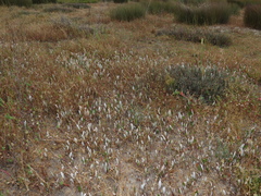 Arctotheca forbesiana