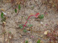 Hyssop Loosestrife (Lythrum hyssopifolia)