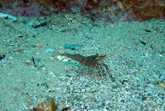 Rhynchocinetes serratus