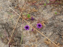 Monopsis debilis debilis