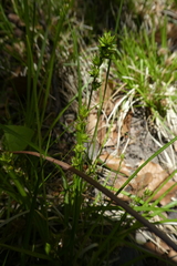 Carex muricata