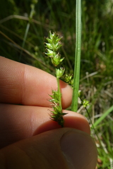 Carex muricata