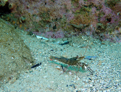 Rhynchocinetes serratus