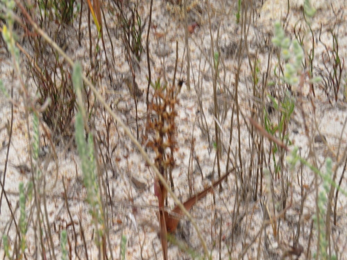 Image of Wurmbea inusta by (c) Jeremy Gilmore, some rights reserved (CC BY)
