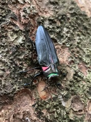 Belionota prasina