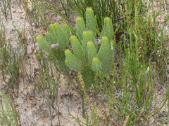 Serruria brownii