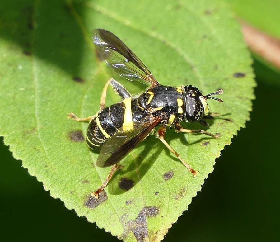 Four-lined Hornet Fly