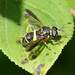 Four-lined Hornet Fly - Photo (c) christine123, some rights reserved (CC BY), uploaded by christine123