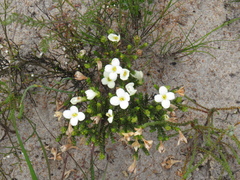 Lachnaea grandiflora