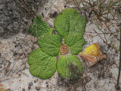 Arctopus dregei