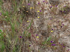 Monopsis debilis debilis