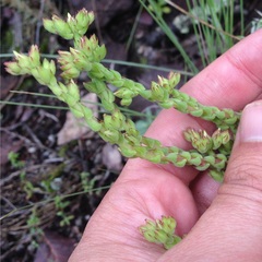 Sedum jurgensenii
