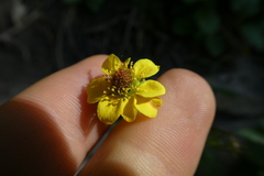 Geum urbanum