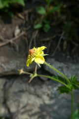 Geum urbanum