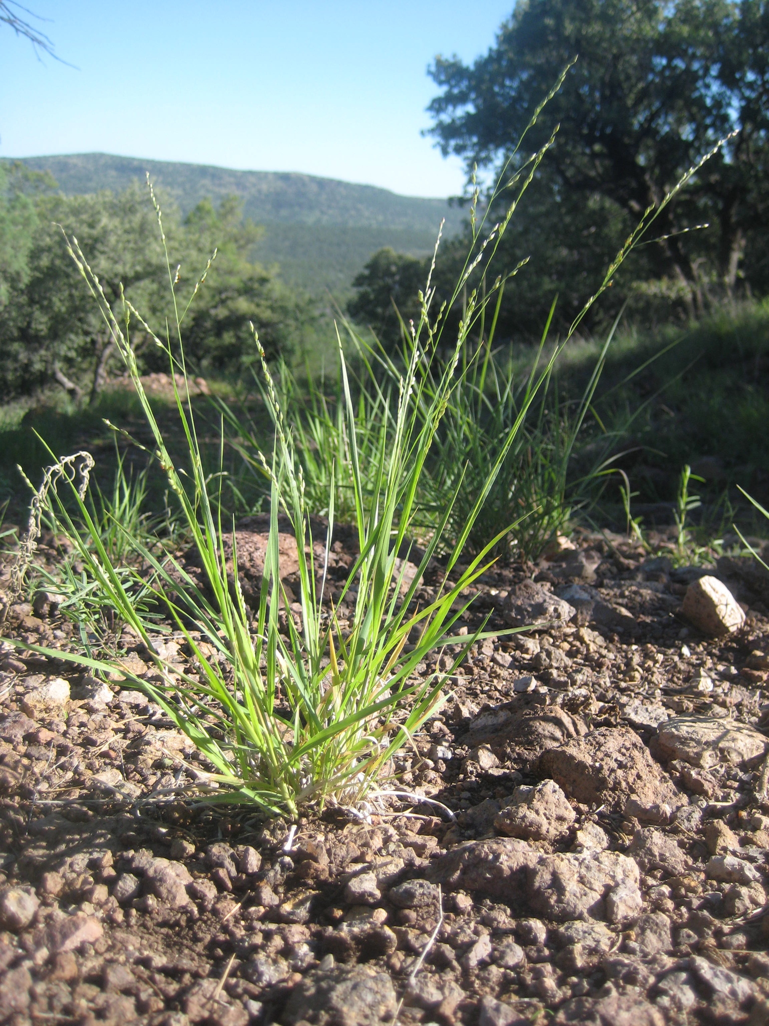 Panicum hallii var. hallii