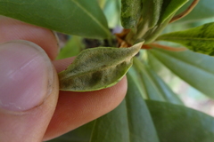 Stephanitis rhododendri