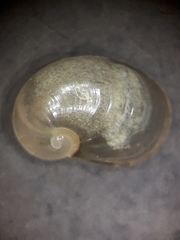 Vitrinobrachium breve